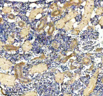 Immunohistochemical analysis of DNAJA2a/b protein using Zebrafish Dnaja2 antibody and paraffin-embedded zebrafish kidney tissue. HIER: boil tissue sections in pH8 EDTA for 20 min and allow to cool before testing.