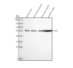 Western blot analysis of Kv1.2/Kcna2a protein using Zebrafish Kv1.2 antibody and 1) zebrafish head, 2) whole female zebrafish, 3) whole male zebrafish and 4) zebrafish embryo tissue lysate. Predicted molecular weight ~57 kDa.