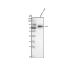 Western blot analysis of Lsg1 protein using Zebrafish Lsg1 antibody and zebrafish head tissue lysate. The predicted molecular weight of LSG1 is ~75 kDa.