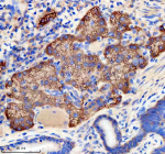Immunohistochemical analysis of Etf1a/b protein using Zebrafish Etf1 antibody and paraffin-embedded zebrafish pancreas tissue. HIER: boil tissue sections in pH8 EDTA for 20 min and allow to cool before testing.