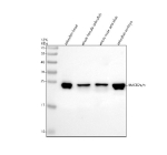 Western blot analysis of Hmgb2a/b protein using Zebrafish Hmgb2 antibody and 1) zebrafish head, 2) whole female zebrafish, 3) whole male zebrafish and 4) zebrafish embryo tissue lysate. Predicted molecular weight ~24 kDa.
