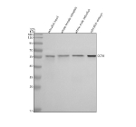 Western blot analysis of Cct4 protein using Zebrafish Cct4 antibody and 1) zebrafish head, 2) whole female zebrafish, 3) whole male zebrafish and 4) zebrafish embryo tissue lysate. Predicted molecular weight ~57 kDa.