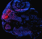 Immunofluorescent analysis of Ash2l protein using Zebrafish Ash2l antibody (red) and DAPI nuclear stain (blue) with zebrafish embryo tissue. HIER: boil tissue sections in pH8 EDTA for 20 min and allow to cool before testing