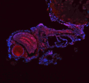 Immunofluorescent analysis of Ash2l protein using Zebrafish Ash2l antibody (red) and DAPI nuclear stain (blue) with zebrafish embryo tissue. HIER: boil tissue sections in pH8 EDTA for 20 min and allow to cool before testing