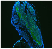 Immunofluorescent staining of FFPE zebrafish embryo tissue with Zebrafish Gnao1a antibody (green) and DAPI nuclear stain (blue). HIER: steam section in pH8 EDTA buffer for 20 min.