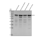 Western blot analysis of Hspa5 protein using Zebrafish Hspa5 antibody and 1) zebrafish head, 2) whole female zebrafish, 3) whole male zebrafish and 4) zebrafish embryo tissue lysate. Predicted molecular weight: ~72 kDa, but routinely observed at 70-78 kDa.