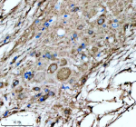 IHC staining of FFPE zebrafish spinal cord tissue with Hspa5 antibody, HRP-labeled secondary and DAB substrate. HIER: boil tissue sections in pH8 EDTA for 20 min and allow to cool before testing.