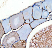 IHC staining of zebrafish Kita protein using Zebrafish Kita antibody, HRP-labeled secondary and DAB substrate. Kita was detected in a paraffin-embedded section of zebrafish ovary tissue. HIER: boil tissue sections in pH8 EDTA for 20 min and allow to cool before testing.