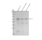 Western blot analysis of Mmp13a protein using Zebrafish Mmp13a antibody and 1) zebrafish head, 2) whole female zebrafish and 3) whole male zebrafish tissue lysate. Predicted molecular weight ~54 kDa.