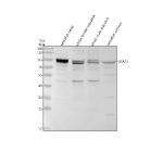Western blot analysis of Stat3 protein using Zebrafish Stat3 antibody and 1) zebrafish head, 2) whole female zebrafish, 3) whole male zebrafish and 4) zebrafish embryo tissue lysate. Predicted molecular weight ~92 kDa.