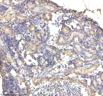 IHC staining of FFPE zebrafish kidney tissue with Zebrafish Alcama antibody, HRP-labeled secondary and DAB substrate. HIER: boil tissue sections in pH8 EDTA for 20 min and allow to cool before testing.