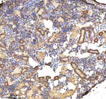 IHC staining of FFPE zebrafish kidney tissue with Zebrafish Bmp2b antibody, HRP-labeled secondary and DAB substrate. HIER: boil tissue sections in pH8 EDTA for 20 min and allow to cool before testing.
