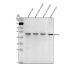 Western blot analysis of Bmp2b protein using Zebrafish Bmp2b antibody and 1) zebrafish head, 2) whole female zebrafish, 3) whole male zebrafish and 4) zebrafish embryo tissue lysate. Predicted molecular weight ~47 kDa.