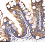 IHC staining of FFPE zebrafish colon tissue with Zebrafish Bmp2b antibody, HRP-labeled secondary and DAB substrate. HIER: boil tissue sections in pH8 EDTA for 20 min and allow to cool before testing.
