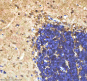 IHC staining of FFPE zebrafish cerebellum tissue with Zebrafish Bmp2b antibody, HRP-labeled secondary and DAB substrate. HIER: boil tissue sections in pH8 EDTA for 20 min and allow to cool before testing.