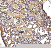 IHC staining of zebrafish Cxcl8a protein using Zebrafish Cxcl8a antibody, HRP-labeled secondary and DAB substrate. Cxcl8a was detected in a paraffin-embedded section of zebrafish kidney tissue. HIER: boil tissue sections in pH8 EDTA for 20 min and allow to cool before testing.