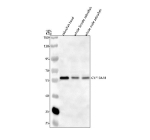 Western blot analysis of Cyp19a1b protein using Zebrafish Cyp19a1b antibody and 1) zebrafish head, 2) whole female zebrafish and 3) whole male zebrafish tissue lysate. Predicted molecular weight ~58 kDa.