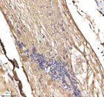 IHC staining of FFPE zebrafish spinal cord tissue with Cyp19a1b antibody, HRP-labeled secondary and DAB substrate. HIER: boil tissue sections in pH8 EDTA for 20 min and allow to cool before testing.