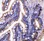 IHC staining of FFPE zebrafish colon tissue with Zebrafish E-cadherin antibody, HRP-labeled secondary and DAB substrate. HIER: boil tissue sections in pH8 EDTA for 20 min and allow to cool before testing.