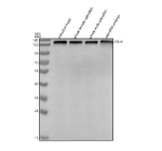 Western blot analysis of E-cadherin/Cdh1 protein using Zebrafish E-cadherin antibody and 1) zebrafish head, 2) whole female zebrafish, 3) whole male zebrafish and 4) zebrafish embryo tissue lysate. Predicted molecular weight ~95 kDa but may be observed at higher molecular weights due to glycosylation.
