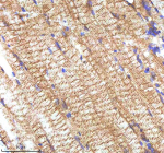 IHC staining of zebrafish Insulin like growth factor 1 protein using Zebrafish Insulin like growth factor 1 antibody, HRP-labeled secondary and DAB substrate. Insulin like growth factor 1 was detected in a paraffin-embedded section of zebrafish muscle tissue. HIER: boil tissue sections in pH8 EDTA for 20 min and allow to cool before testing.