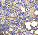IHC staining of zebrafish Il-1 beta protein using Zebrafish Il-1 beta antibody, HRP-labeled secondary and DAB substrate. Il-1 beta was detected in a paraffin-embedded section of zebrafish kidney tissue. HIER: boil tissue sections in pH8 EDTA for 20 min and allow to cool before testing.