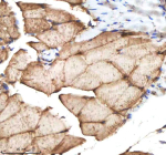 IHC staining of zebrafish Il-1 beta protein using Zebrafish Il-1 beta antibody, HRP-labeled secondary and DAB substrate. Il-1 beta was detected in a paraffin-embedded section of zebrafish muscle tissue. HIER: boil tissue sections in pH8 EDTA for 20 min and allow to cool before testing.