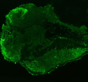 Immunofluorescent staining of Leo1 protein using Zebrafish Leo1 antibody (green) and zebrafish embryo tissue. HIER: boil tissue sections in pH8 EDTA for 20 min and allow to cool before testing.