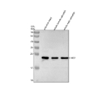 Western blot analysis of Lmo2 protein using Danre Lmo2 antibody and 1) zebrafish head, 2) whole female zebrafish and 3) whole male zebrafish tissue lysate. Predicted molecular weight ~18 kDa.