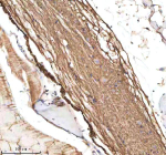 IHC staining of zebrafish Csf1r protein using Zebrafish Csf1r antibody, HRP-labeled secondary and DAB substrate. Csf1r was detected in a paraffin-embedded section of zebrafish spinal cord tissue. HIER: boil tissue sections in pH8 EDTA for 20 min and allow to cool before testing.