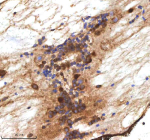 IHC staining of zebrafish Mpeg1 protein using Zebrafish Mpeg1 antibody, HRP-labeled secondary and DAB substrate. Mpeg1 was detected in a paraffin-embedded section of zebrafish spinal cord tissue. HIER: boil tissue sections in pH8 EDTA for 20 min and allow to cool before testing.