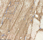 IHC staining of zebrafish Npepps protein using Zebrafish Npepps antibody, HRP-labeled secondary and DAB substrate. Npepps was detected in a paraffin-embedded section of zebrafish muscle tissue. HIER: boil tissue sections in pH8 EDTA for 20 min and allow to cool before testing.