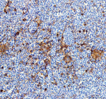 IHC staining of FFPE zebrafish spleen tissue with Ostf1 antibody, HRP-labeled secondary and DAB substrate. HIER: boil tissue sections in pH8 EDTA for 20 min and allow to cool before testing.