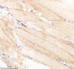 IHC staining of zebrafish Pabpc4 protein using Zebrafish Pabpc4 antibody, HRP-labeled secondary and DAB substrate. Pabpc4 was detected in a paraffin-embedded section of zebrafish muscle tissue. HIER: boil tissue sections in pH8 EDTA for 20 min and allow to cool before testing.