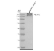 Western blot analysis of POLR2A protein using Zebrafish Western blot analysis of Polr2a protein using Zebrafish Polr2a antibody and zebrafish embryo tissue lysates. Predicted molecular weight ~217 kDa but commonly observed at up to ~270 kDa (human similarity).