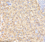 IHC staining of FFPE zebrafish liver tissue with Prdx4 antibody, HRP-labeled secondary and DAB substrate. HIER: boil tissue sections in pH8 EDTA for 20 min and allow to cool before testing.