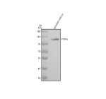 Western blot analysis of Prpf6 protein using Zebrafish Prpf6 antibody and zebrafish embryo tissue lysates. Predicted molecular weight ~109 kDa.