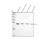 Western blot analysis of Psmb1 protein using Zebrafish Psmb1 antibody and 1) zebrafish head, 2) whole female zebrafish, 3) whole male zebrafish and 4) zebrafish embryo tissue lysate. Predicted molecular weight ~26 kDa.