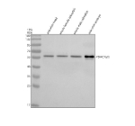 Western blot analysis of Psmc1a/b protein using Zebrafish Psmc1 antibody and 1) zebrafish head, 2) whole female zebrafish, 3) whole male zebrafish and 4) zebrafish embryo tissue lysate. Predicted molecular weight ~49 kDa.
