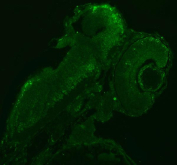 Immunofluorescent staining of Sf3a1 protein using Zebrafish Sf3a1 antibody. HIER: boil tissue sections in pH8 EDTA for 20 min and allow to cool before testing.
