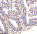 IHC staining of zebrafish Sf3a1 protein using Zebrafish Sf3a1 antibody, HRP-labeled secondary and DAB substrate. Sf3a1 was detected in a paraffin-embedded section of zebrafish colon tissue. HIER: boil tissue sections in pH8 EDTA for 20 min and allow to cool before testing.