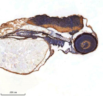 IHC staining of FFPE zebrafish embryo tissue with Shha antibody, HRP-labeled secondary and DAB substrate. HIER: boil tissue sections in pH8 EDTA for 20 min and allow to cool before testing.
