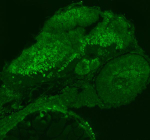 Immunofluorescent staining of Smarca4a protein using Zebrafish Smarca4a antibody. HIER: boil tissue sections in pH8 EDTA for 20 min and allow to cool before testing.