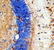 Zebrafish VEGF / VEGFAB Antibody Brain IHC. Immunohistochemistry staining of FFPE zebrafish brain tissue using Zebrafish VEGF Antibody demonstrates cytoplasmic and extracellular HRP-DAB brown staining within neural tissue compartments adjacent to densely cellular brain regions. The staining pattern is consistent with expression of Vascular Endothelial Growth Factor AB (VEGFAB), a secreted angiogenic growth factor that regulates endothelial cell signaling, blood vessel formation, vascular permeability, and tissue vascularization. Signal is observed within brain-associated tissue structures, reflecting the established role of VEGF family proteins in neurovascular development and maintenance of the vertebrate vascular system. Heat mediated antigen retrieval was performed in EDTA buffer. Primary antibody was incubated overnight at 4Â°C followed by detection using a peroxidase-conjugated goat anti-rabbit secondary antibody and DAB chromogen.