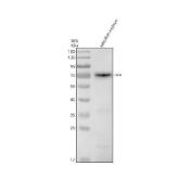 Zebrafish NF-kB p65 / RELA Antibody Embryo WB. Western blot analysis of zebrafish embryo tissue lysate using Zebrafish NF-kB p65 Antibody demonstrates a distinct immunoreactive band at approximately 65-70 kDa, consistent with the predicted molecular weight of RELA (NF-kB p65). RELA is a major transcriptionally active subunit of the canonical NF-kB signaling complex and functions as a key regulator of inflammation, innate immunity, cellular stress responses, and cell survival pathways. The observed band is consistent with expression of NF-kB p65 during embryonic development, where NF-kB signaling contributes to developmental patterning, immune system maturation, and regulation of gene expression. Electrophoresis was performed on a 10% SDS-PAGE gel under reducing conditions followed by transfer to a nitrocellulose membrane. Signal was detected using an HRP-conjugated secondary antibody and enhanced chemiluminescent substrate. Predicted molecular weight: ~65 kDa. Observed molecular weight: ~65-70 kDa.