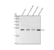 Zebrafish PRDX1 Antibody WB. Western blot analysis of PRDX1 using anti-PRDX1 antibody. Electrophoresis was performed on a 12% SDS-PAGE gel for 2 hours. The sample well of each lane was loaded with 30 ug of sample under reducing conditions. Lane 1: zebrafish head tissue lysates, Lane 2: whole female zebrafish tissue lysates, Lane 3: whole male zebrafish tissue lysates, Lane 4: zebrafish embryo tissue lysates. After electrophoresis, proteins were transferred to a nitrocellulose membrane at 150 mA for 50-90 minutes. Blocked the membrane with 5% non-fat milk/TBS for 1.5 hour at RT. The membrane was incubated with rabbit anti-PRDX1 antigen antibody at 0.5 ug/ml overnight at 4oC, then washed with TBS-0.1%Tween 3 times with 5 minutes each and probed with a goat anti-rabbit IgG-HRP secondary antibody at a dilution of 1:5000 for 1.5 hour at RT. The signal is developed using an ECL Plus WB. Western blotting Substrate with Tanon 5200 system. A specific band was detected for PRDX1 at approximately 22 kDa. The expected band size for PRDX1 is at 22 kDa.