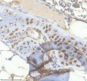 Zebrafish IL-4 Antibody IHC. Immunohistochemistry analysis of IL4 using anti-IL4 antibody. IL4 was detected in a paraffin-embedded section of zebrafish bone tissue. Heat mediated antigen retrieval was performed in EDTA buffer. The tissue section was blocked with 10% goat serum. The tissue section was then incubated with 2 ug/ml rabbit anti-IL4 Antibody overnight at 4oC. Peroxidase Conjugated Goat Anti-rabbit IgG was used as secondary antibody and incubated for 30 minutes at 37oC. The tissue section was developed using DAB as the chromogen.