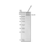 Zebrafish PDGFRB Antibody WB. Western blot analysis of PDGFRB using anti-PDGFRB antibody. Electrophoresis was performed on a 10% SDS-PAGE gel for 2 hours. The sample well of each lane was loaded with 30 ug of sample under reducing conditions. Lane 1: zebrafish head tissue lysates. After electrophoresis, proteins were transferred to a nitrocellulose membrane at 150 mA for 50-90 minutes. Blocked the membrane with 5% non-fat milk/TBS for 1.5 hour at RT. The membrane was incubated with rabbit anti-PDGFRB antigen antibody at 0.5 ug/ml overnight at 4oC, then washed with TBS-0.1%Tween 3 times with 5 minutes each and probed with a goat anti-rabbit IgG-HRP secondary antibody at a dilution of 1:5000 for 1.5 hour at RT. The signal is developed using an ECL Plus WB. Western blotting Substrate with Tanon 5200 system. A specific band was detected for PDGFRB at approximately 120 kDa. The expected band size for PDGFRB is at 120 kDa.