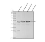 Zebrafish IRF7 / Interferon Regulatory Factor 7 Antibody Antiviral Response WB. Western blot analysis of zebrafish head tissue, whole female zebrafish, whole male zebrafish, and embryo lysates using Zebrafish IRF7 Antibody demonstrates a prominent immunoreactive band at approximately 48 kDa, consistent with the predicted molecular weight of Interferon Regulatory Factor 7 (IRF7). IRF7 is a transcription factor that serves as a master regulator of type I interferon production and antiviral immune responses, coordinating expression of genes involved in innate immunity and host defense. The observed band is detected across multiple zebrafish tissue sources and developmental stages, consistent with the fundamental role of IRF7 in immune signaling pathways. A faint lower molecular weight immunoreactive band is also observed in the head tissue lysate. Electrophoresis was performed on a 10% SDS-PAGE gel under reducing conditions followed by transfer to a nitrocellulose membrane. Signal was detected using an HRP-conjugated secondary antibody and enhanced chemiluminescent substrate.