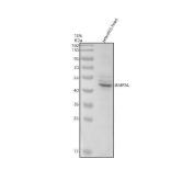 Zebrafish BMP2 / BMP2A Antibody Developmental Morphogen WB. Western blot analysis of zebrafish head tissue lysate using Zebrafish BMP2 Antibody demonstrates a prominent immunoreactive band at approximately 45 kDa, consistent with the predicted molecular weight of Bone Morphogenetic Protein 2A (BMP2A). BMP2A is a member of the TGF-beta superfamily and functions as a developmental growth factor that regulates embryonic patterning, skeletal formation, tissue differentiation, and organ development. The observed band is consistent with expression of BMP2A in zebrafish tissue and supports its established role in developmental signaling pathways that govern morphogenesis and vertebrate tissue formation. A faint lower molecular weight immunoreactive band is also present and may represent a processed form, degradation product, or other antibody-reactive species. Electrophoresis was performed on a 10% SDS-PAGE gel under reducing conditions followed by transfer to a nitrocellulose membrane. Signal was detected using an HRP-conjugated secondary antibody and enhanced chemiluminescent substrate.
